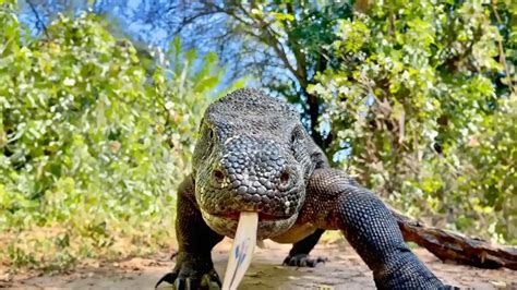 Komodo Dragon Are They Related To Dinosaurs