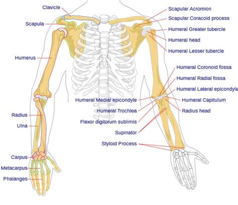Labelled Arm Bones