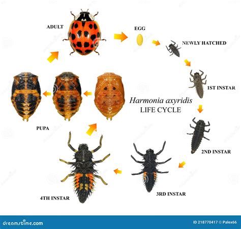 Ladybug Life Stages