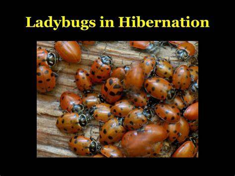 Ladybugs Do They Hibernate