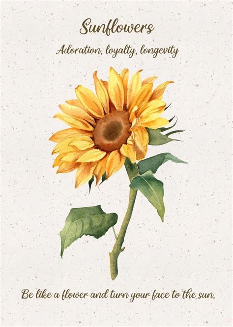 Language Of Flower Sunflower