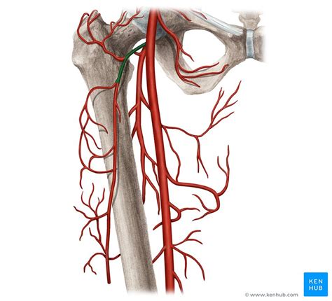 Lateral Circumflex Femoral Artery