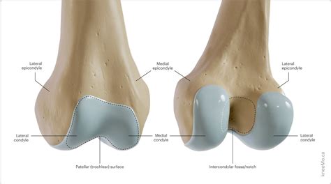 Lateral Condyles Of Femur
