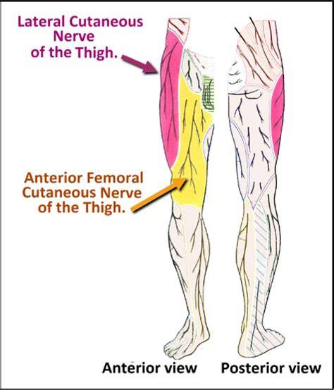 Lateral Cut Nerve Of Thigh
