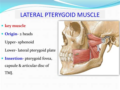 Lateral Pterygoid Muscle