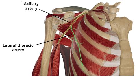 Lateral Thoracic Artery