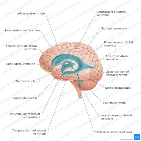 Lateral Ventricle Brain