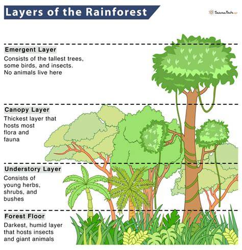 Layers Of A Rainforest