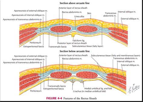 Layers Of Abdominal Wall