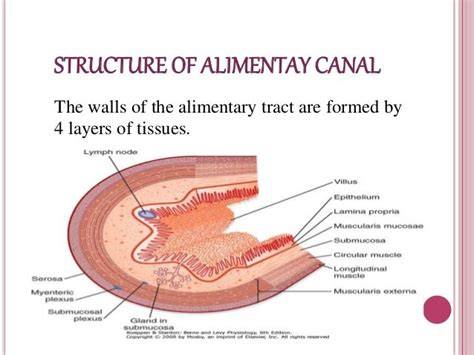 Layers Of Alimentary Canal