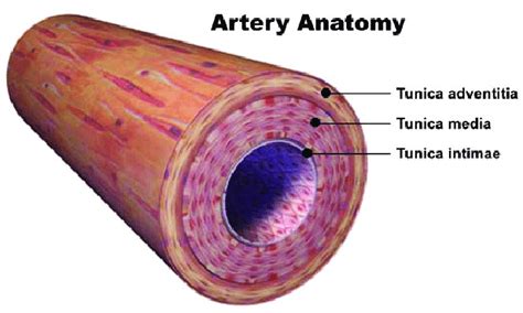 Layers Of Blood Vessel Wall