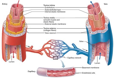 Layers Of Blood Vessels