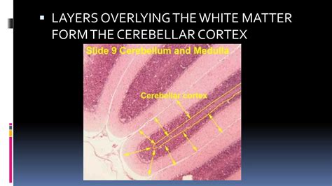Layers Of Cerebellum