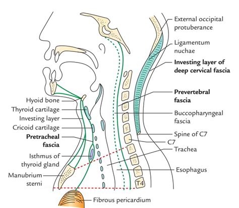 Layers Of Deep Cervical Fascia