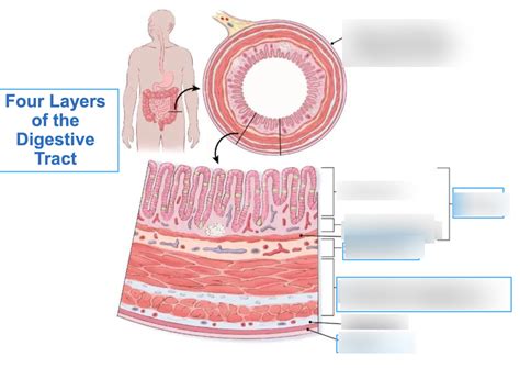 Layers Of Digestive Tract