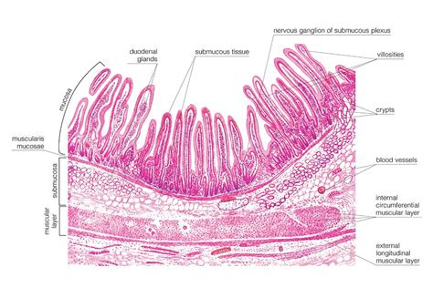 Layers Of Duodenum