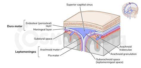 Layers Of Dura Mater