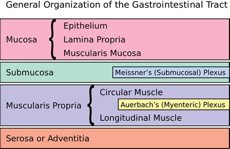 Layers Of Gastrointestinal Tract