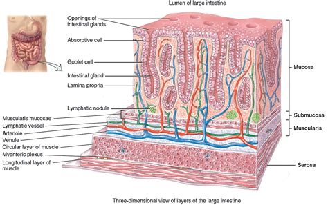 Layers Of Intestine