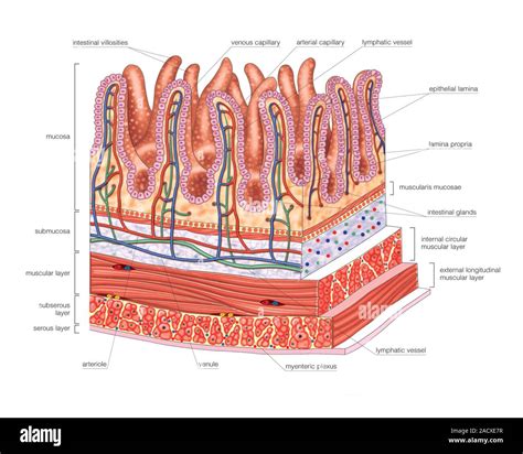 Layers Of Jejunum