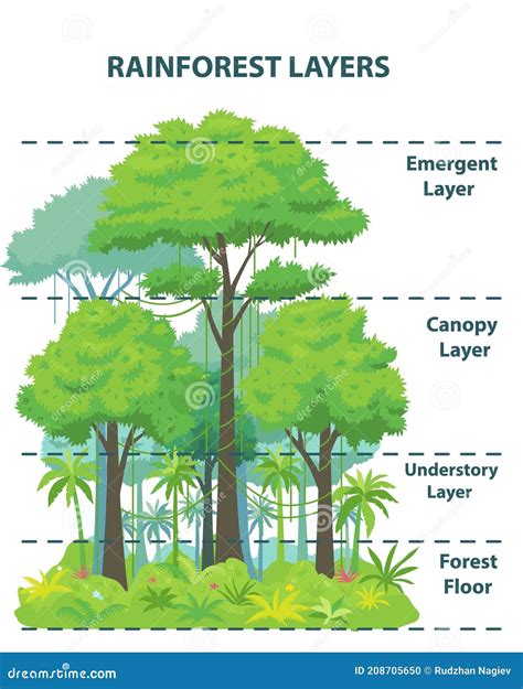 Layers Of Jungle