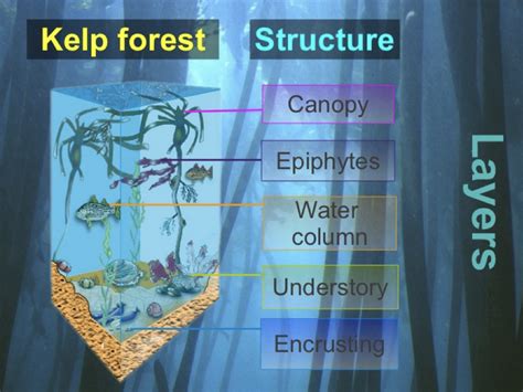 Layers Of Kelp Forest
