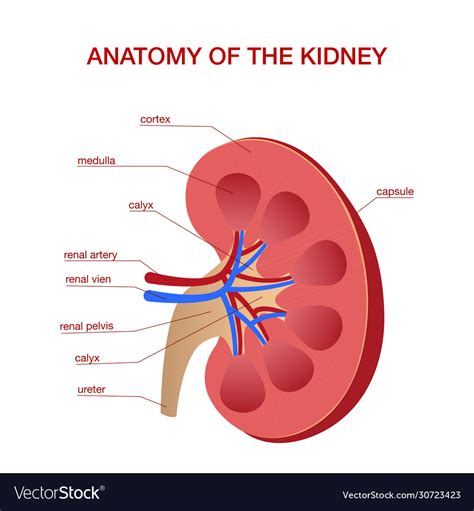 Layers Of Kidney Diagram