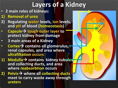 Layers Of Kidney