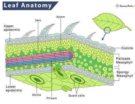 Layers Of Leaf