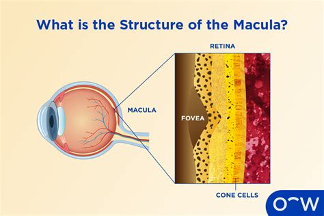 Layers Of Macula