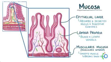 Layers Of Mucosa