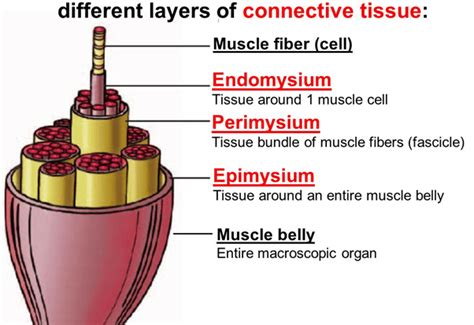 Layers Of Muscle Tissue