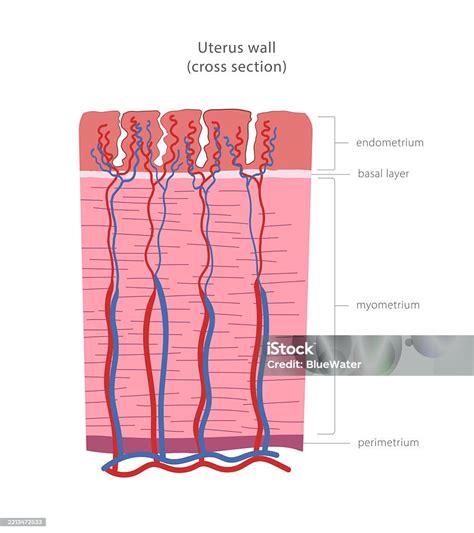 Layers Of Myometrium
