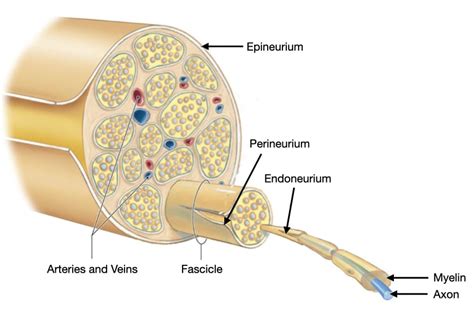 Layers Of Nerve Fibre