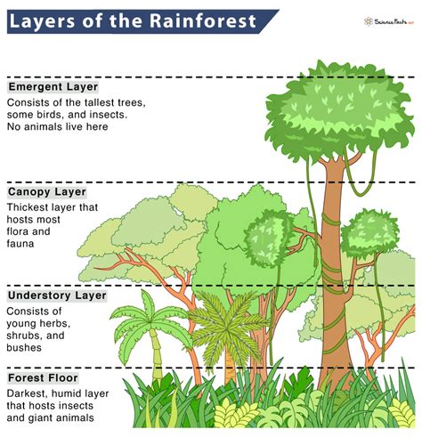 Layers Of Rainforest