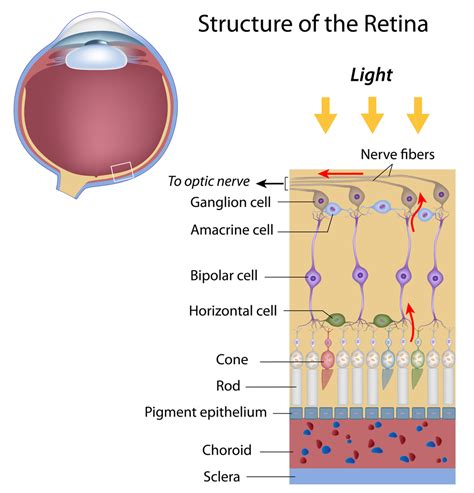 Layers Of Retina Diagram
