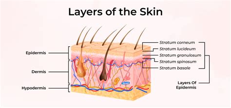 Layers Of The Skin