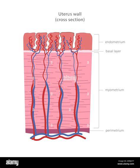 Layers Of Uterine Wall