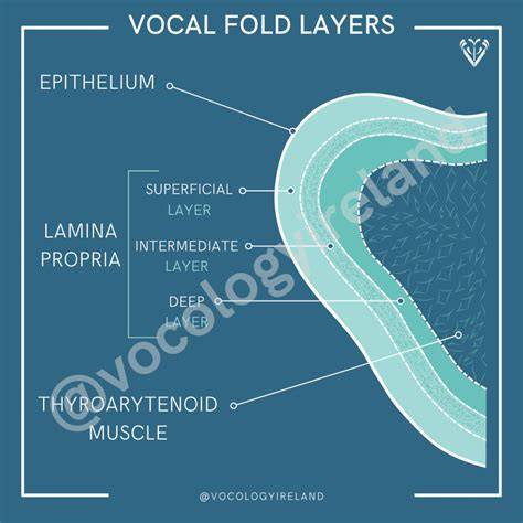 Layers Of Vocal Fold