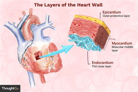 Layers Of Wall Of The Heart