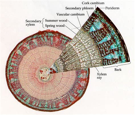 Layers Of Woody Stem