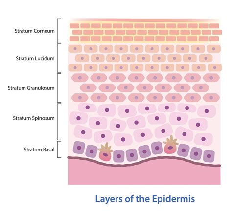 Layers Of Your Epidermis