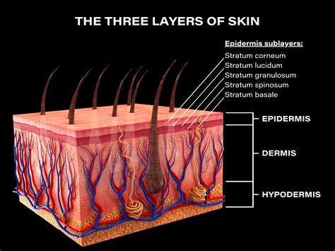 Layers Of Your Skin