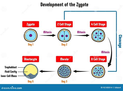 Layers Of Zygote