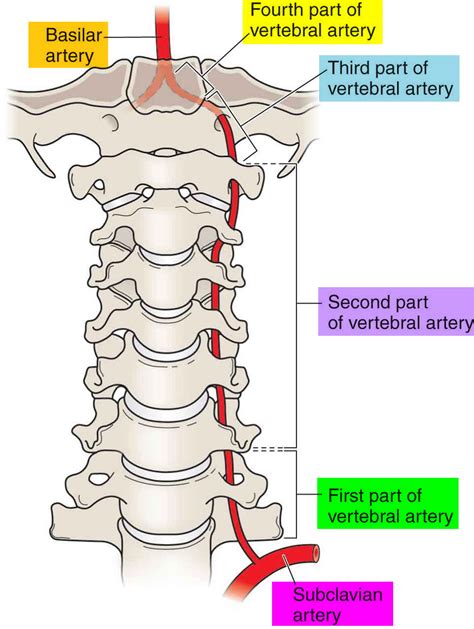 Left Vertebral Artery