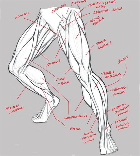 Leg Anatomy Drawing
