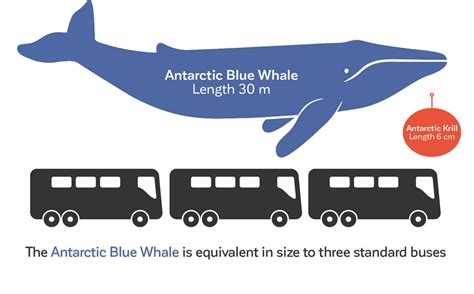 Length Of Blue Whale