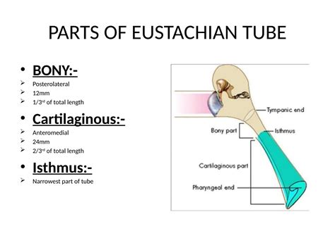 Length Of Eustachian Tube