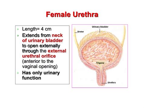 Length Of Female Urethra