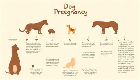 Length Of Gestation For Dogs